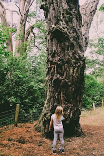 A young child with long hair stands facing a large, gnarled tree trunk in a forest. The surrounding area is lush with greenery, and there is a wire fence nearby. The ground is covered with brown pine needles.