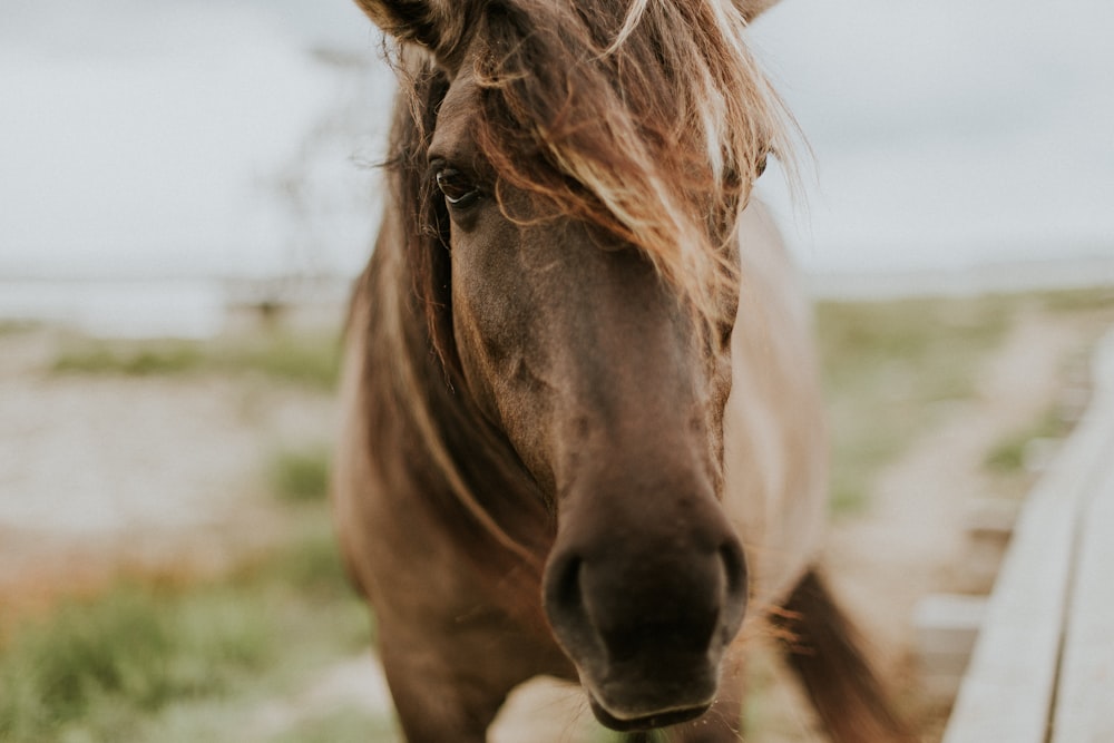 macro shot photography of brown horse
