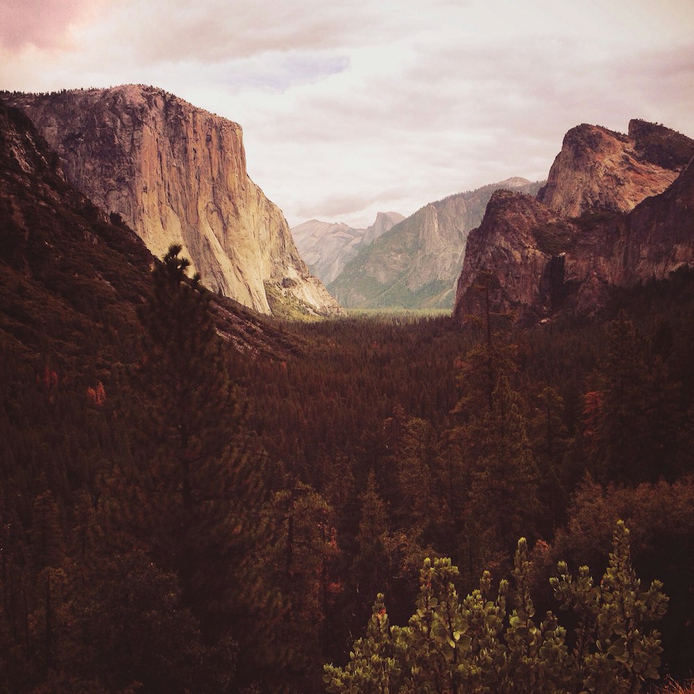 mountain and trees