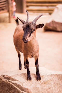 A goat standing on a large rock within an outdoor enclosure. The goat has two horns and brown and black fur. The background includes wooden fences and blurred figures.