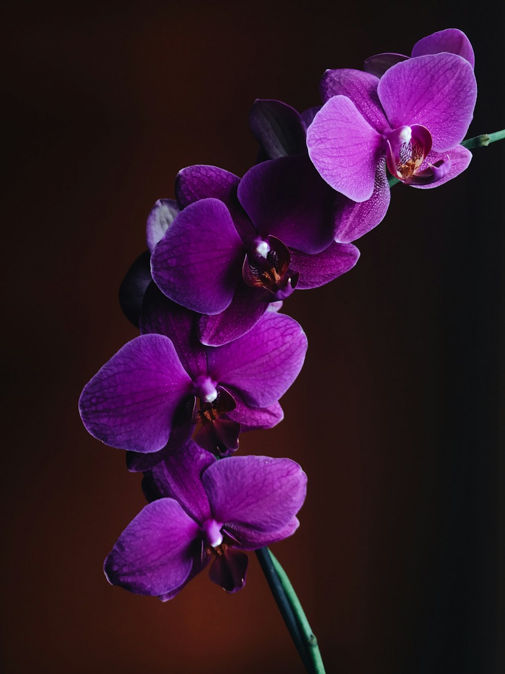 foto em close-up da flor roxa da orquídea