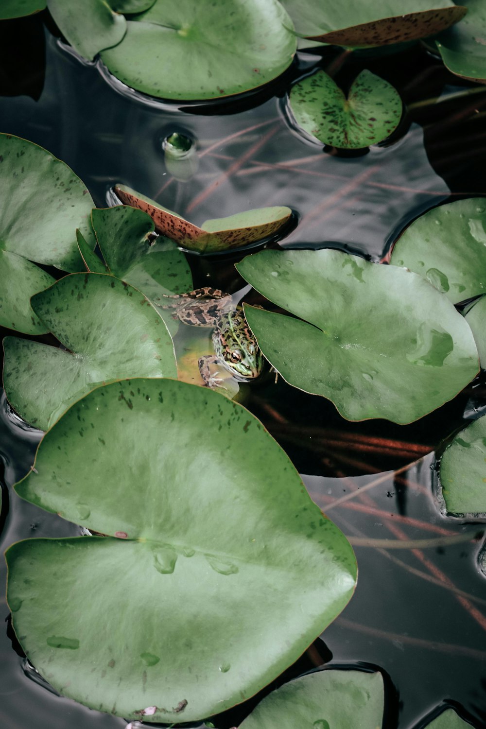 frog on body of water surrounded by water lilies