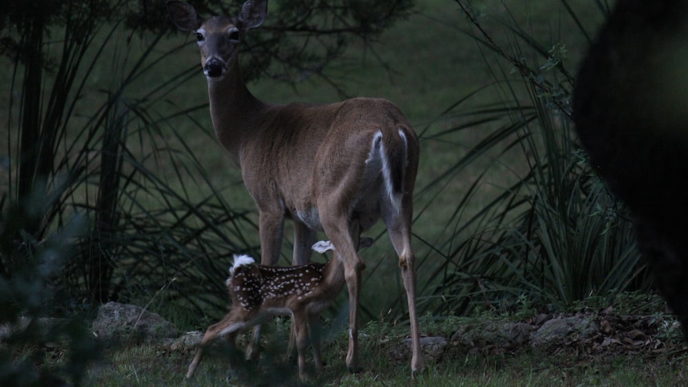 brown deer standing front of green plants