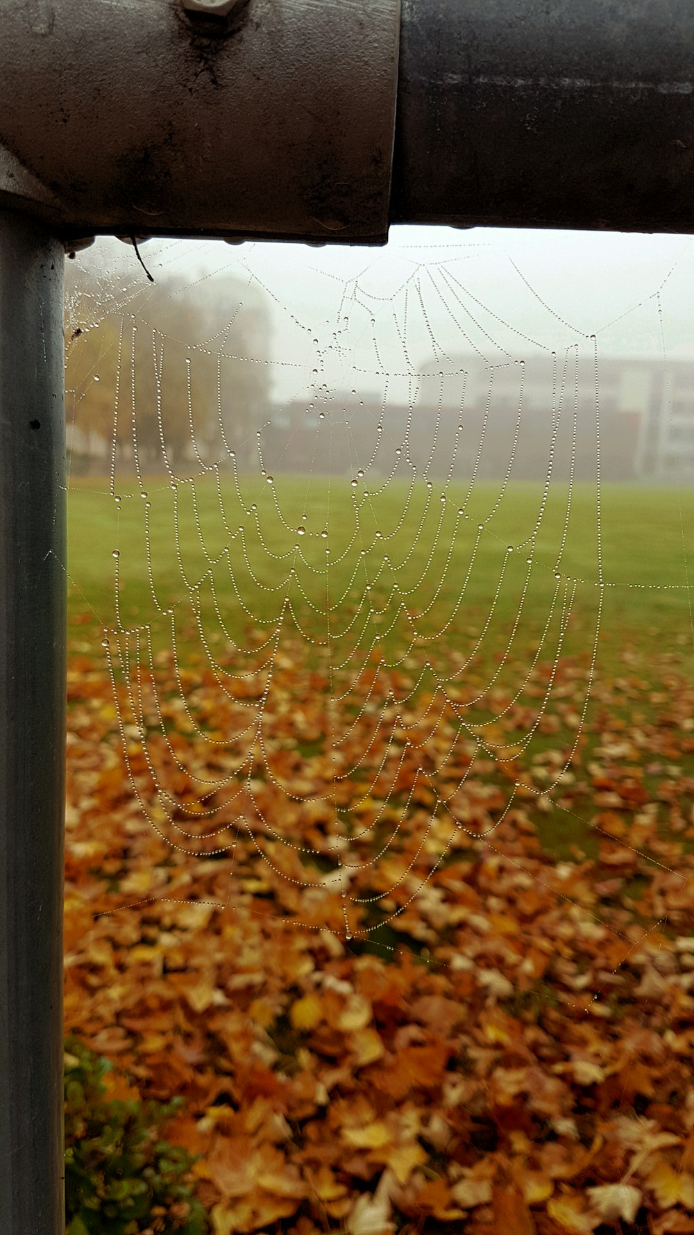 glass window viewing brown leaves