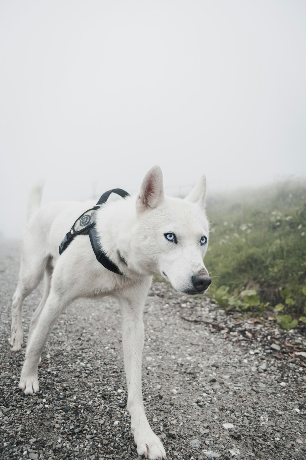 Perro blanco de pelo corto caminando por el camino durante el día