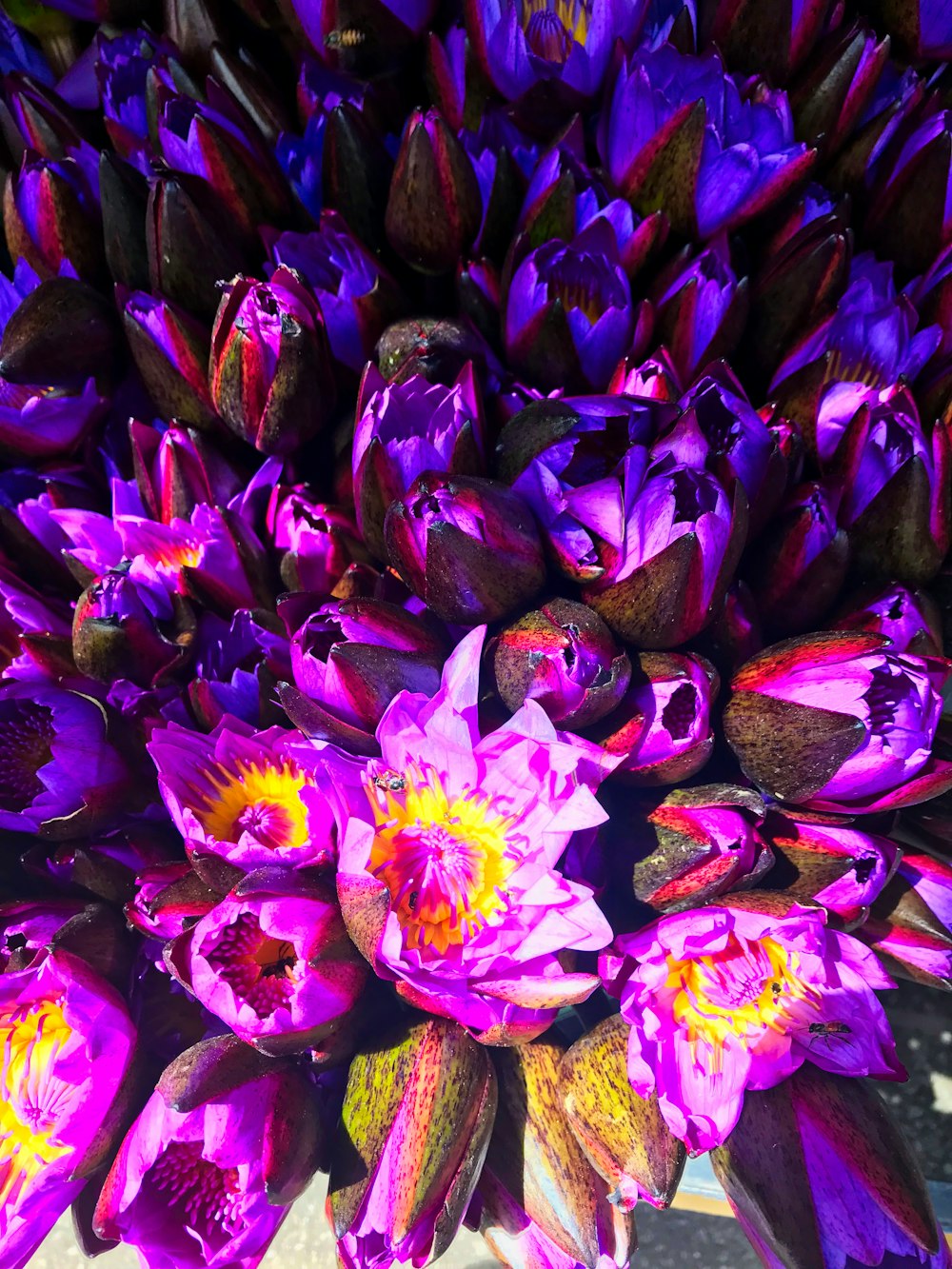 purple flower bouquet