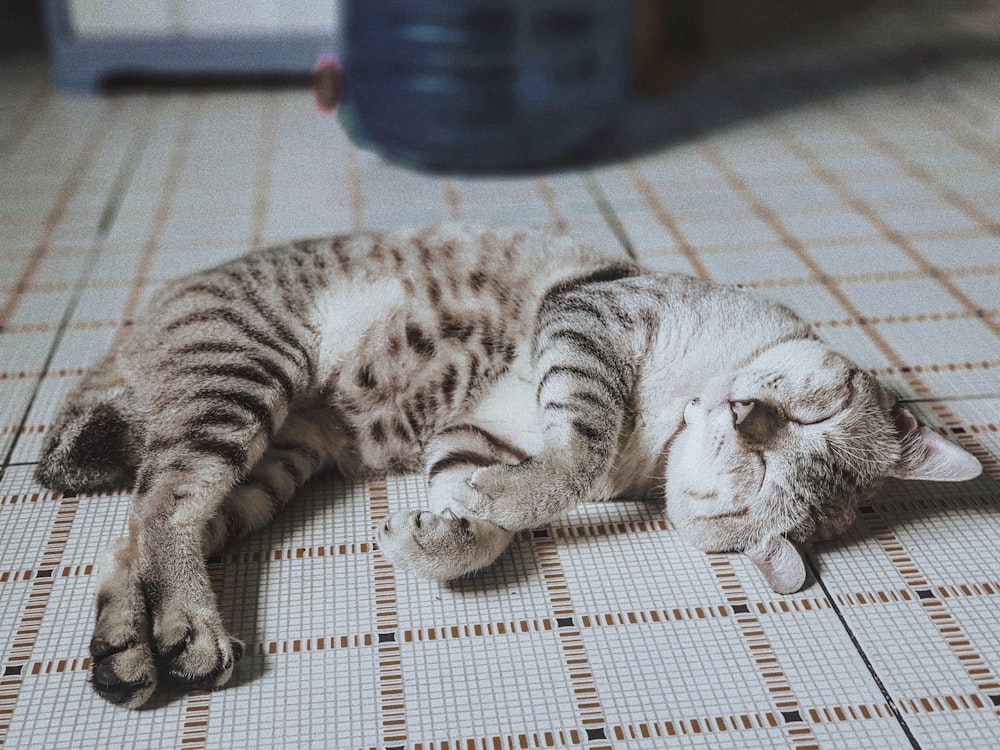 gray tabby kitten sleeping on white surface