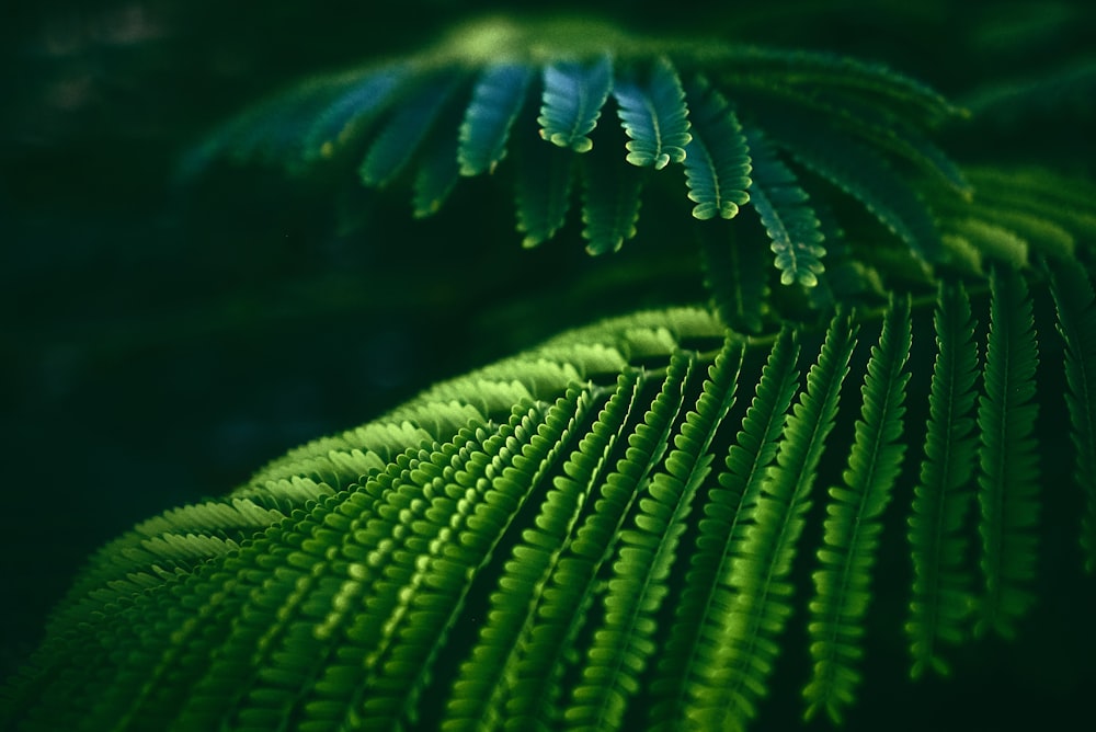 녹색 피네이트 잎 식물의 선택적 초점 사진