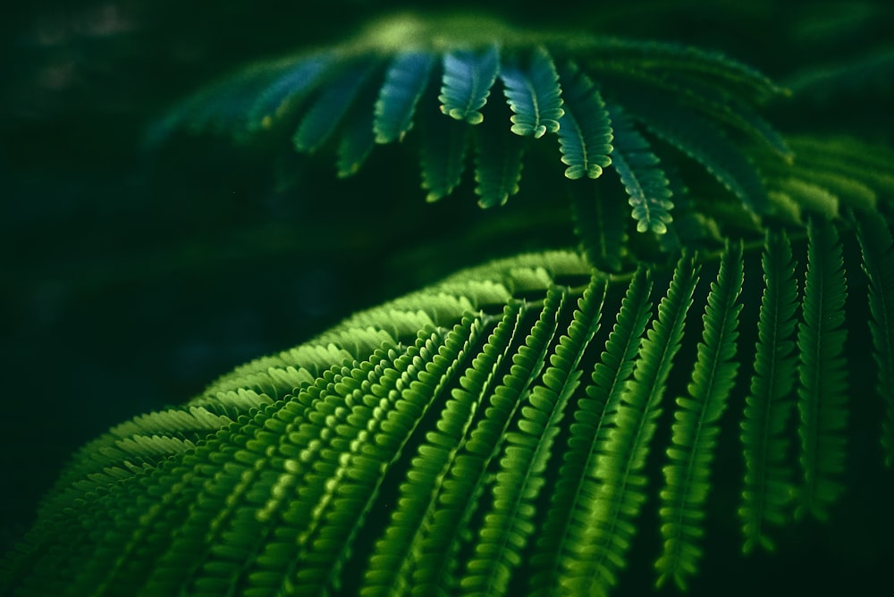 Fotografía de enfoque selectivo de la planta de hoja de pino verde