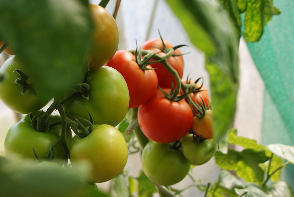 tomates verdes y rojos foto de primer plano