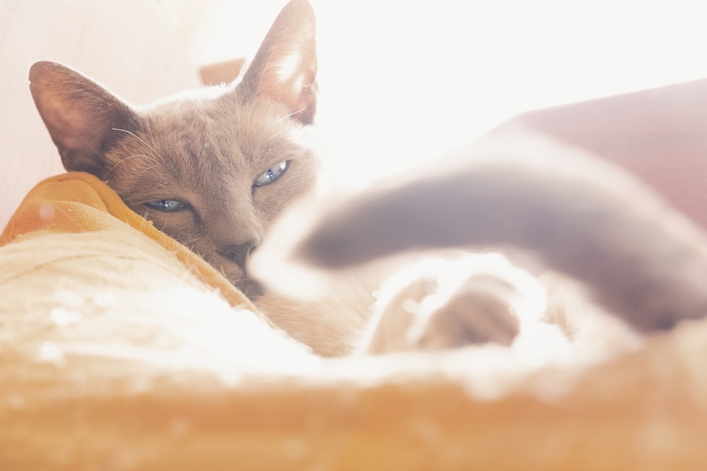 gatto grigio sdraiato sul letto arancione