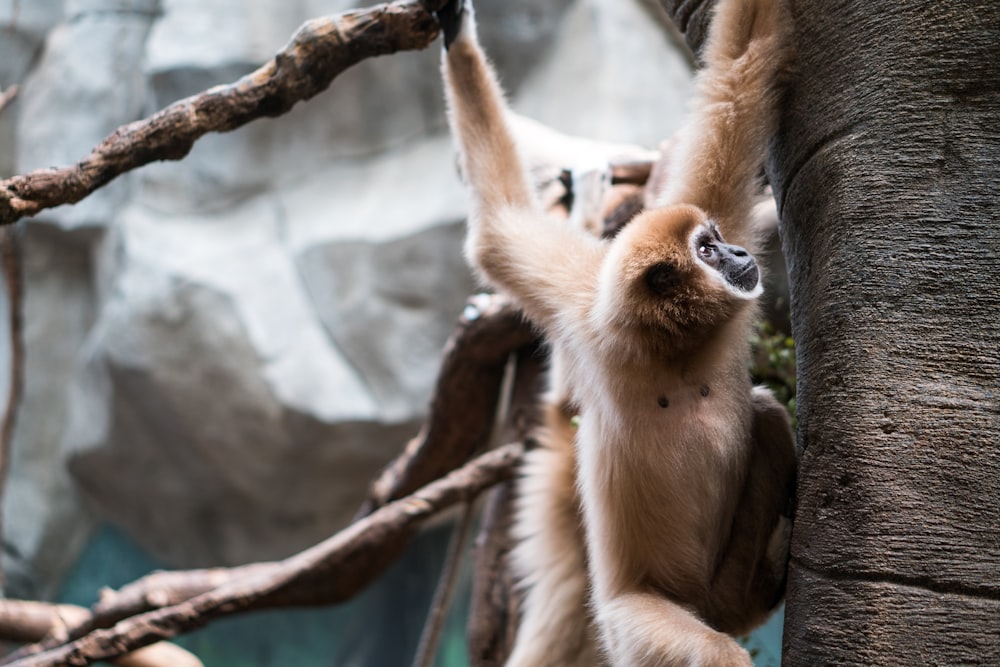 brown monkey on tree branch