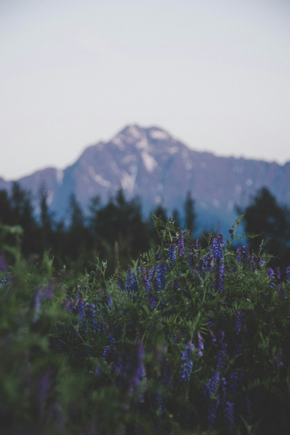 purple cluster flower in field viewing mountain