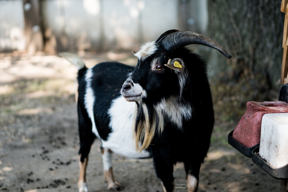 Photographie à mise au point peu profonde d’une chèvre noire et blanche