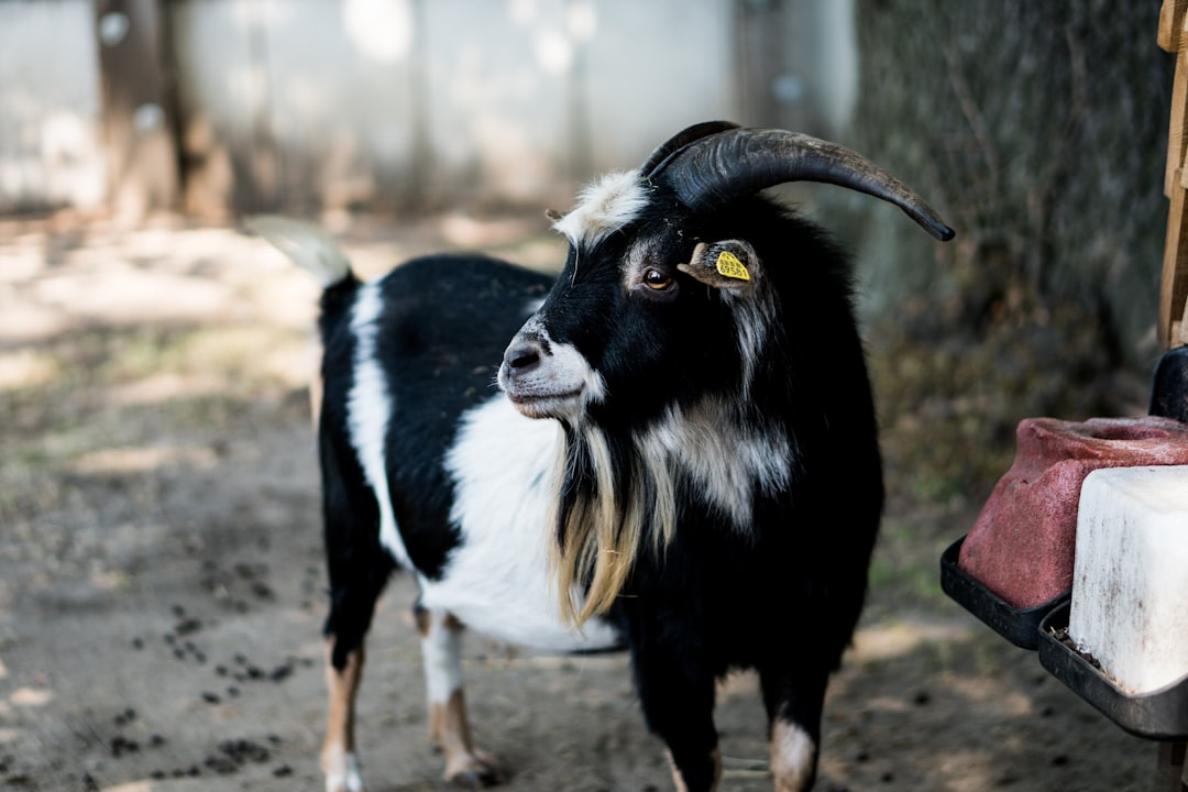 This goat was captured standing proud at Cologne zoo, where the goat is their symbol for their football team and city.
