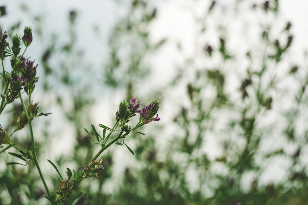 green-leafed plant