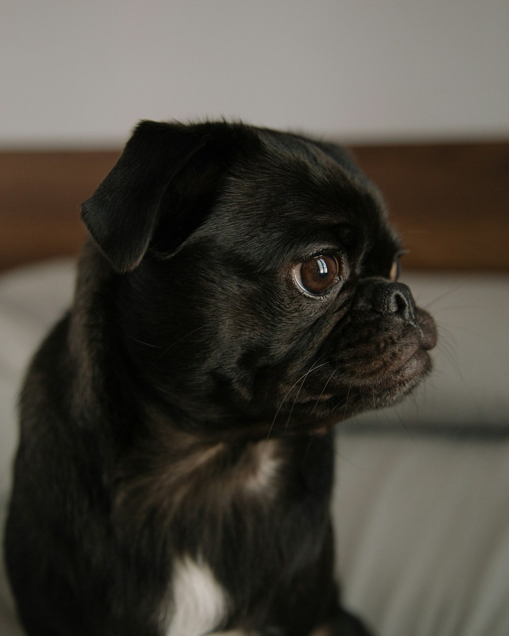 black pug puppy on bed