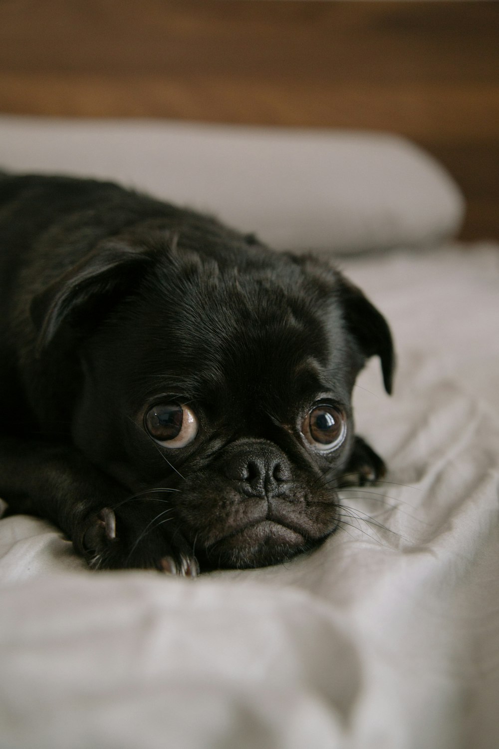 Cachorro de pug negro