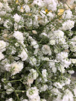 Close-up of small white flowers and twigs arranged gently on a clean, white textured background.