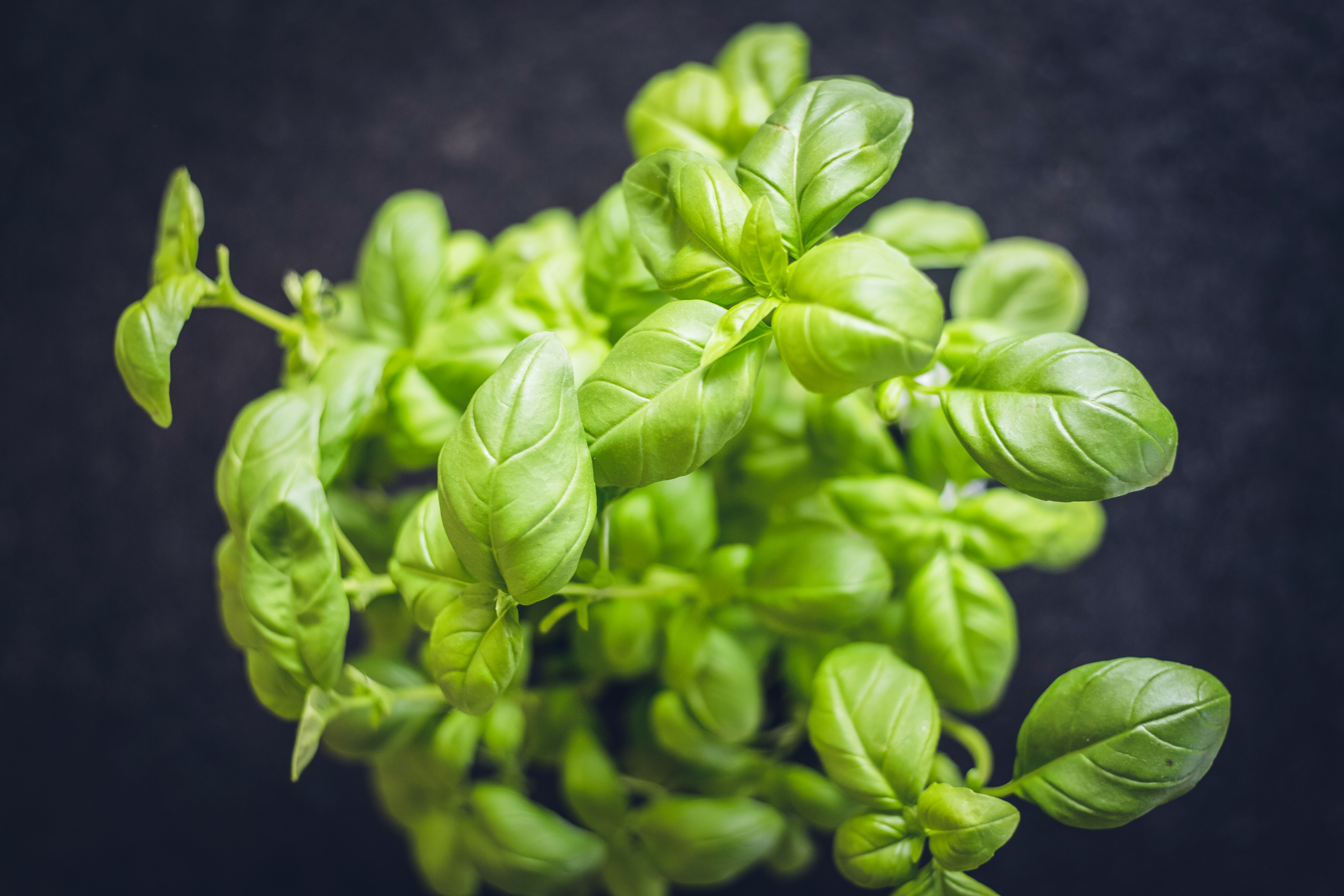Basil improves the flavor of tomatoes and repels common insect pests.