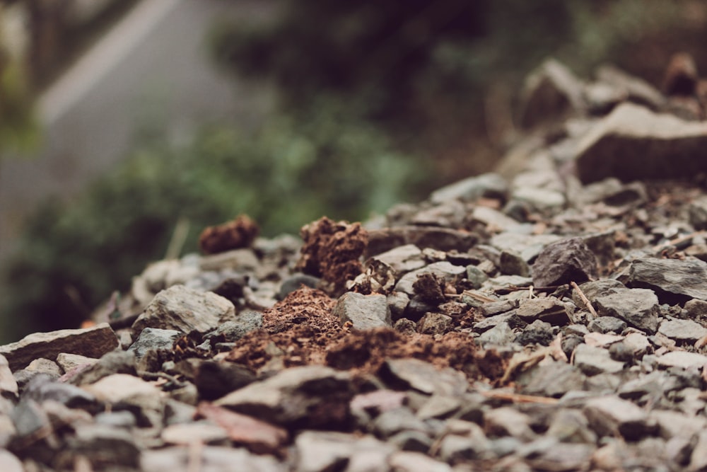 selective focus photography of gray stones