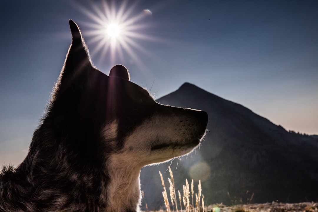 black and white dog on snow covered ground during daytime