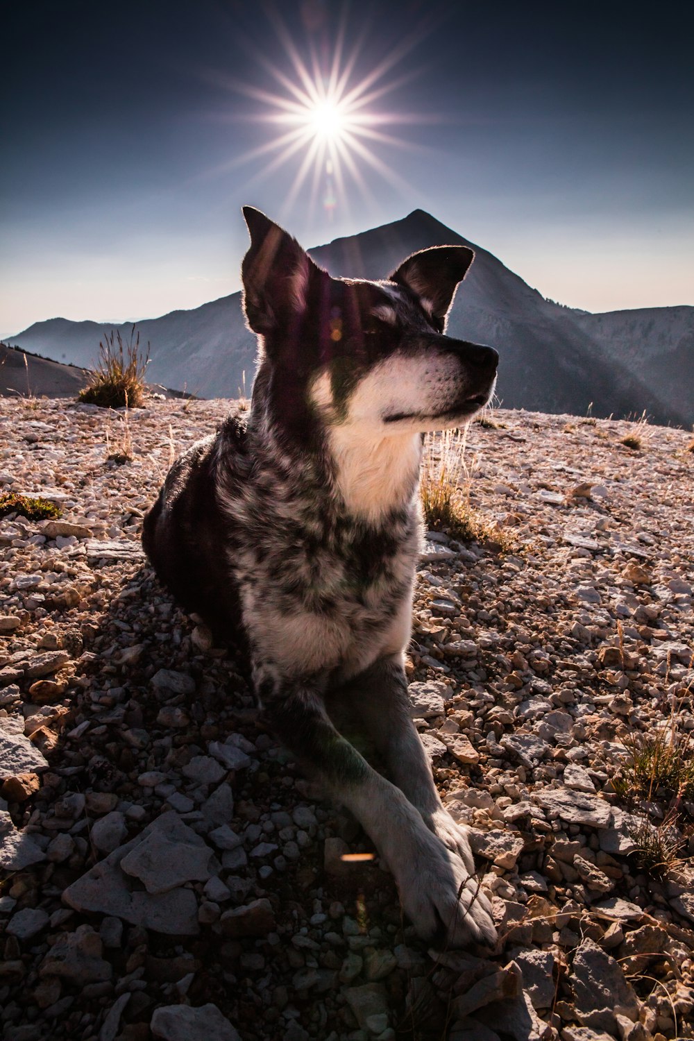 photo en gros plan d’un chien noir et blanc à poil court allongé sur des rochers bruns