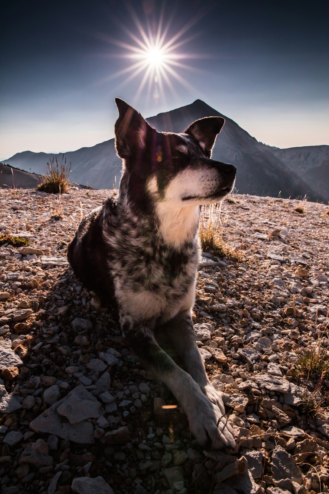 closeup photo of short-coated black and white dog reclining on brown rocks