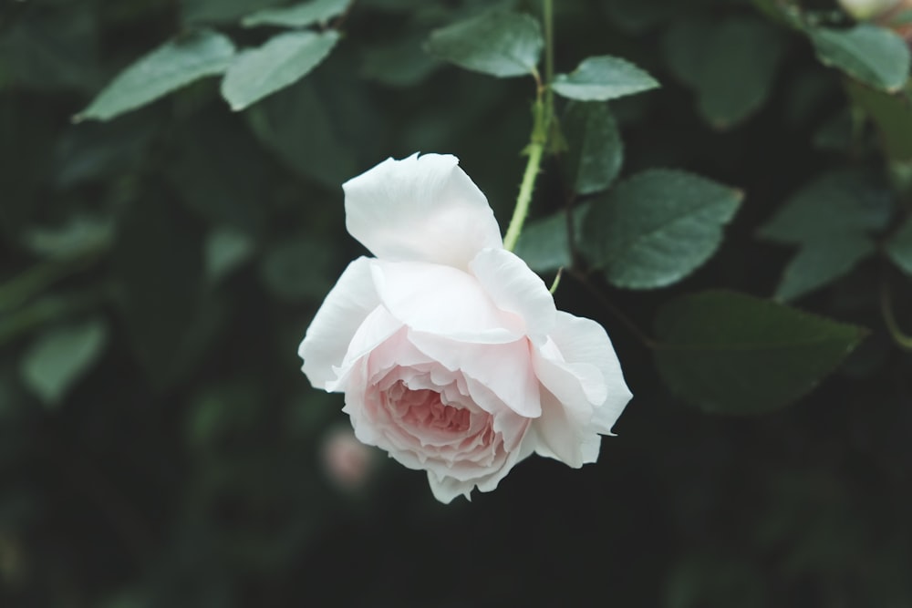 Fotografía de enfoque selectivo de flor de rosa blanca
