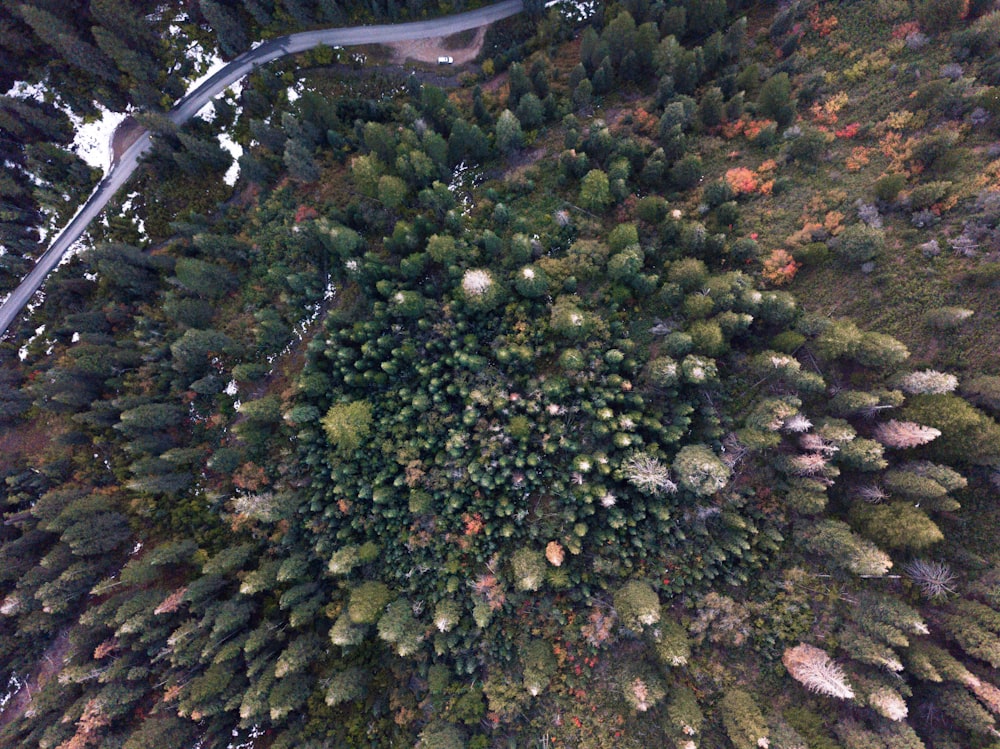 aerial photography of pine tree forest