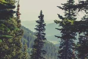 A serene montane forest with towering pines under a soft morning light