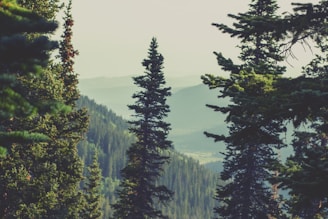 A serene montane forest with towering pines under a soft morning light