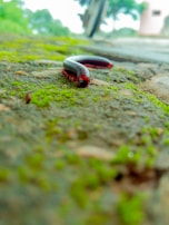 A close-up of a millipede on a textured, moss-covered surface. The millipede is predominantly black and red, with its body segmented between the colors. In the background, a blurred bicycle wheel and green trees are visible.