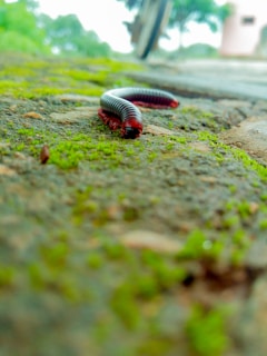 A close-up of a millipede on a textured, moss-covered surface. The millipede is predominantly black and red, with its body segmented between the colors. In the background, a blurred bicycle wheel and green trees are visible.