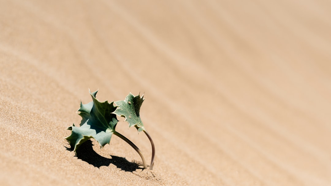 Desert photo spot Santa Maria del Focallo Beach Italy