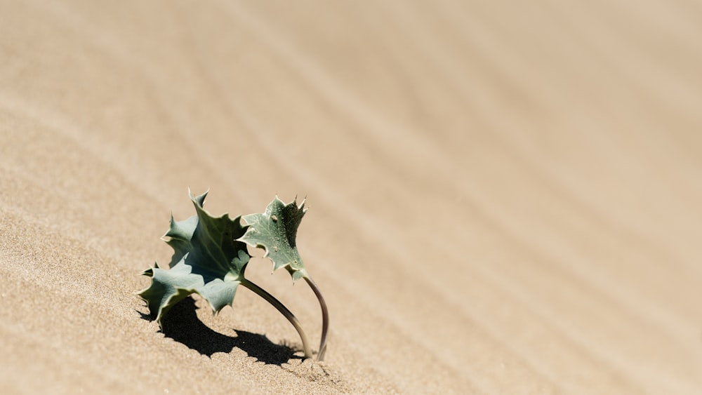 green leafed plant at daytime