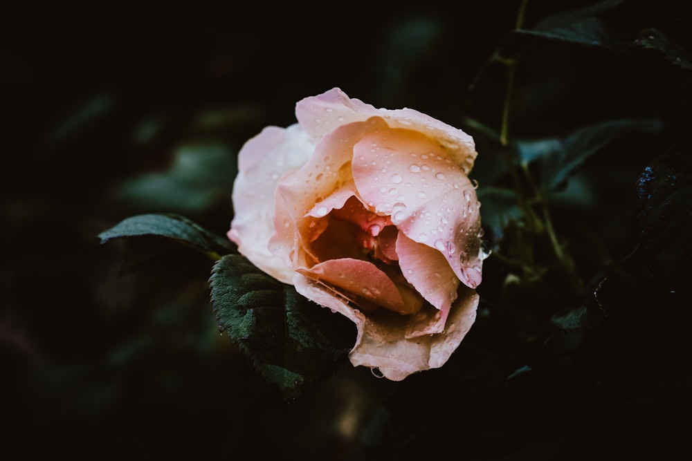 fleur à pétales roses