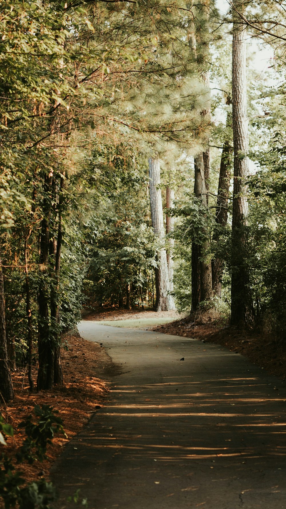 green trees during daytime