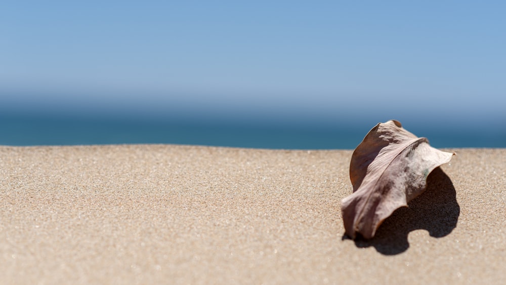 dried leaf on sand