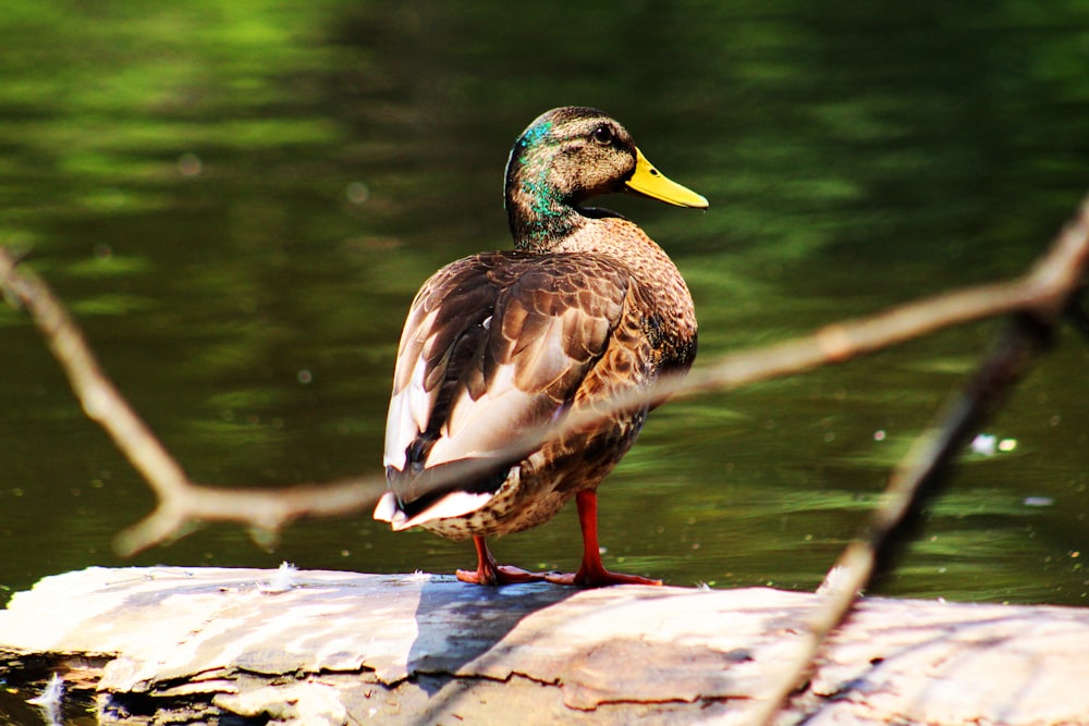 closeup photo of mallard duck near body of water