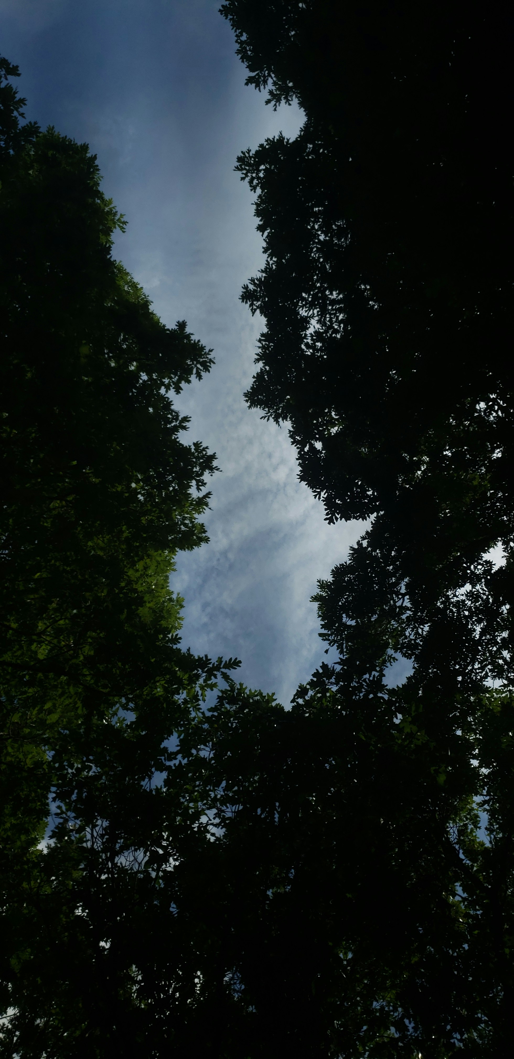 Photo by darkshadow151997