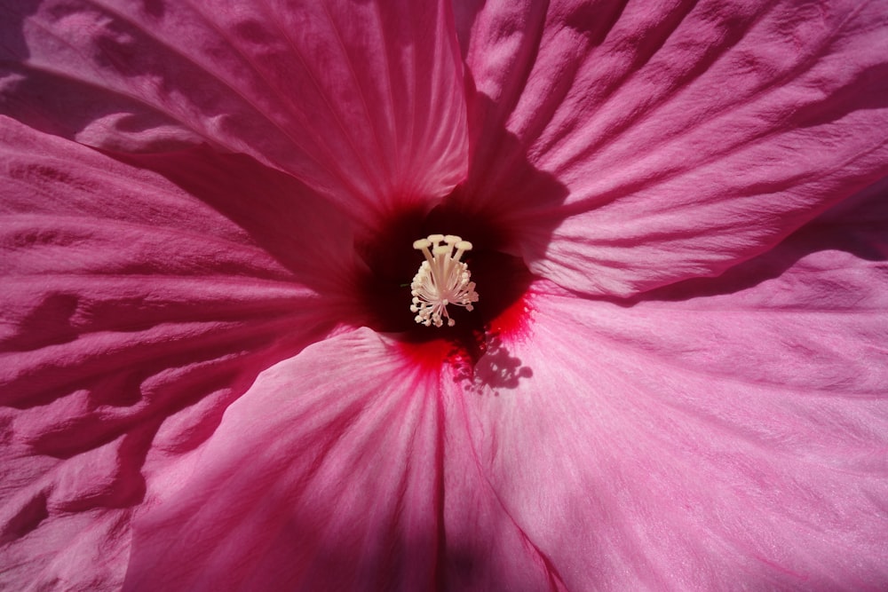 Flor de pétalos rosados