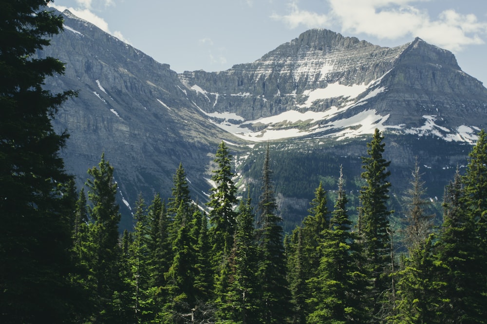 green pine tree and icy mountain