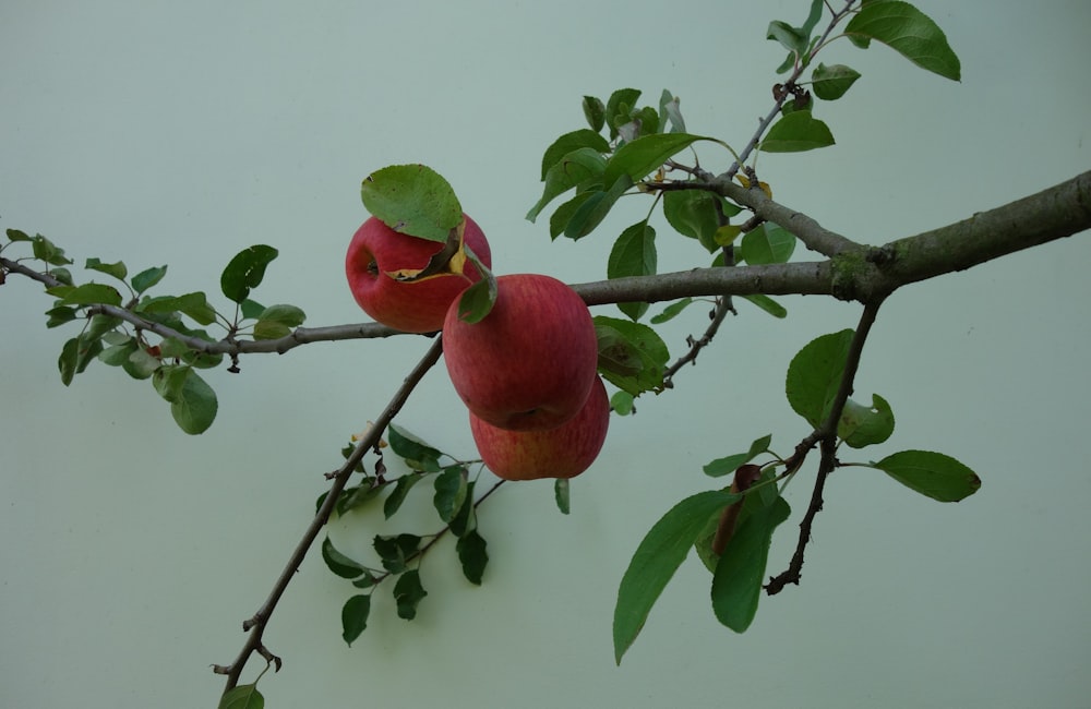 photo of three apple fruits