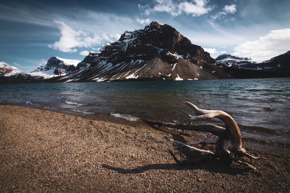 brown wooden tree trunk on shore