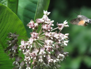 A group of colorful hummingbirds hovering near blooming flowers