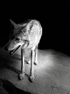 A single wolf stands on a rocky surface, illuminated by a focused light against a dark background. The wolf's fur is detailed, with visible textures and shades.