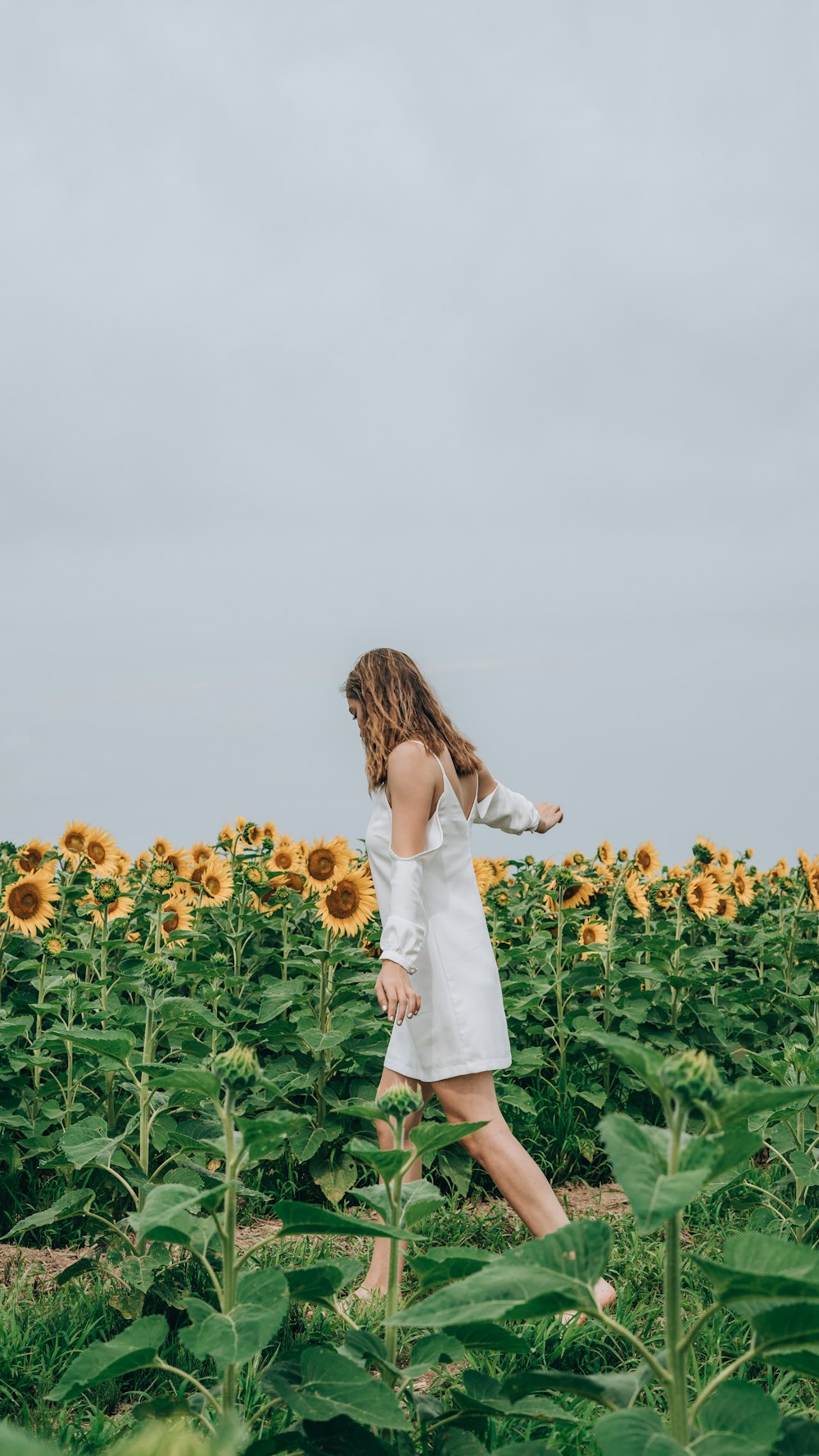 woman standing beside bed of sunflower
