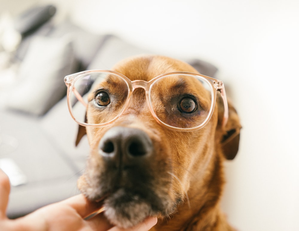 chien brun à poil court portant des lunettes étant touché par l’homme au menton