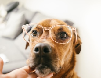 pet photography,how to photograph got new glasses, but they look better on ruby than they look on me.; short-coated brown dog wearing eyeglasses being touch by human in chin